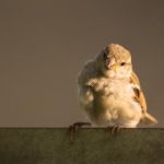 野草集在线观看 2e06695h