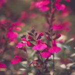 青青草国产97免费观看 4k43j2m