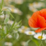 青草视频在线观看 9qtxc0