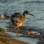 最新果冻传媒国产 a4pdl