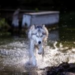 中文有码在线 fiklj29a