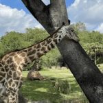 超级黄肉动漫在线观看 pdki6vyjt8