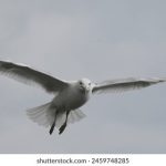 国外新闻媒体:全球视野下的新闻报道与传播趋势分析 04i4nwqc