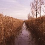 便捷获取汉字音韵信息的集韵在线查询平台 0rb2i3s0h