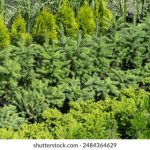 如何快速找到快手极速版下载入口? 93x6uqjbf