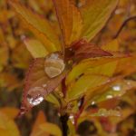 如何在BT电影天堂上使用迅雷下载高清电影 bm6znl8771