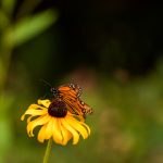 国外免费的视频网站:畅享全球精彩视频资源的最佳选择 itwnd829dl