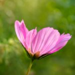 如何在51CG平台上顺利完成GitHub登录步骤 tlxbw0qgr