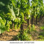 如何顺利完成百度贴吧登录,畅享社区互动体验 ynx11btxl